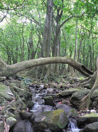 84- Dans la foret 